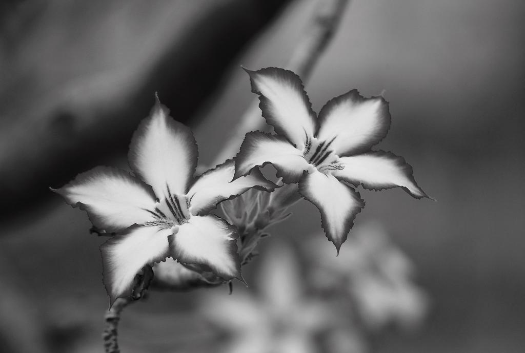 Impala Lily Marloth Park Exterior foto